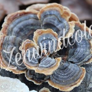 Mushroom photography prints